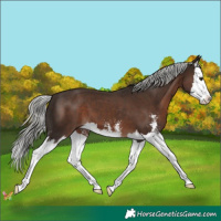 Horse Color:Liver Chestnut Mushroom Sabino Splash