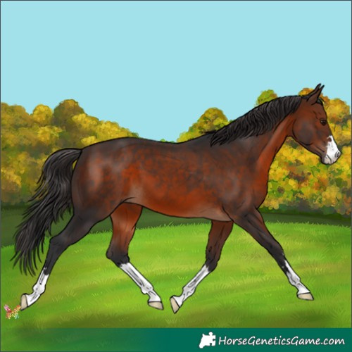 Horse Color:Brown 