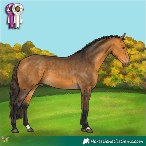 Horse Color:Buckskin 
