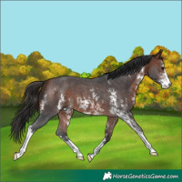 Horse Color:Bay Sabino 