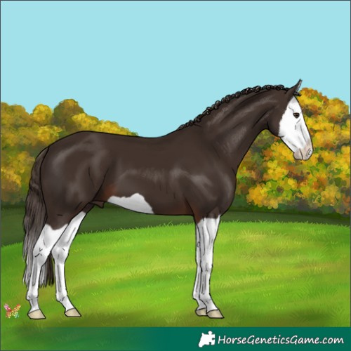 Horse Color:Liver Chestnut Splash 