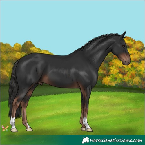 Horse Color:Liver Chestnut 