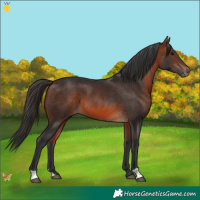 Horse Color:Bay Mushroom