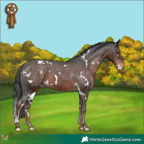 Horse Color:White Spotted Liver Chestnut Appaloosa 
