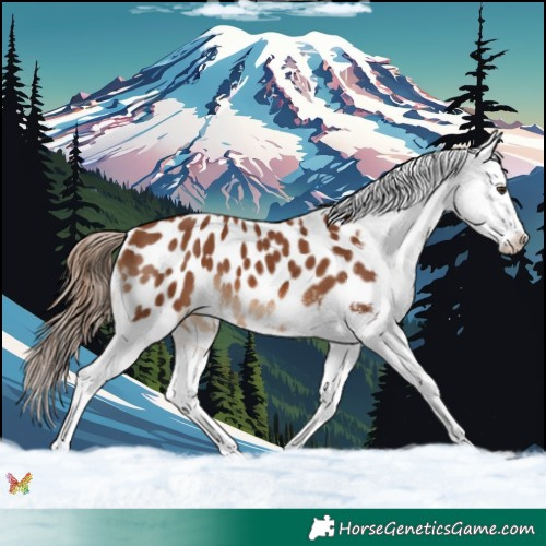 Horse Color:White Spotted Chestnut Appaloosa 