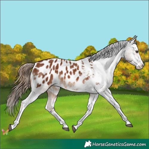 Horse Color:White Spotted Chestnut Appaloosa 