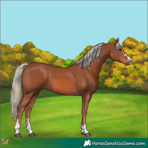 Horse Color:Chestnut Mushroom