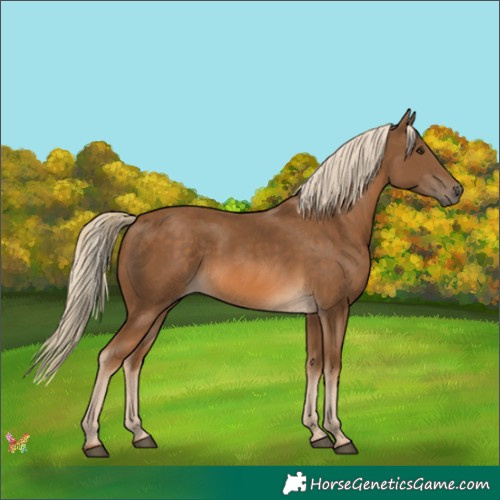 Horse Color:Chocolate Palomino 
