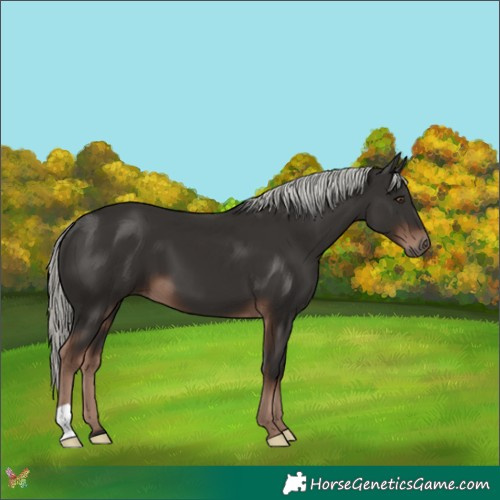 Horse Color:Liver Chestnut Mushroom
