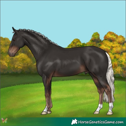 Horse Color:Liver Chestnut Mushroom 