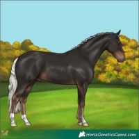 Horse Color:Liver Chestnut Mushroom 
