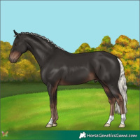 Horse Color:Liver Chestnut Mushroom