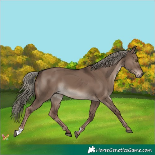 Horse Color:Liver Red Dun Mushroom 