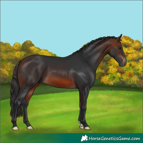 Horse Color:Bay Mushroom 