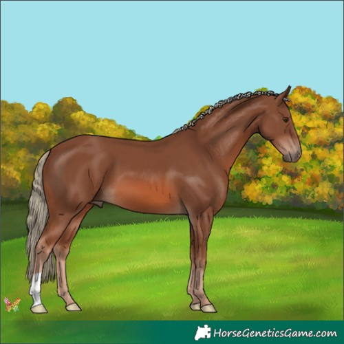Horse Color:Chestnut Mushroom 