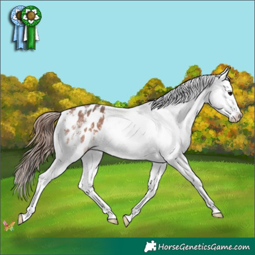 Horse Color:White Spotted Bay Mushroom Appaloosa 