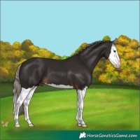 Horse Color:Liver Chestnut Mushroom Splash 