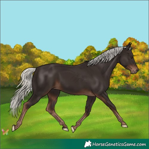 Horse Color:Liver Chestnut Mushroom 