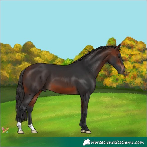 Horse Color:Bay Mushroom 