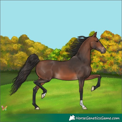 Horse Color:Bay Mushroom 