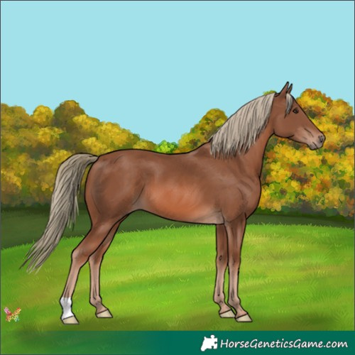 Horse Color:Chestnut Mushroom 