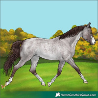 Horse Color:Platinum Chocolate Buckskin Roan 