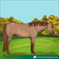 Horse Color:Red Dun 