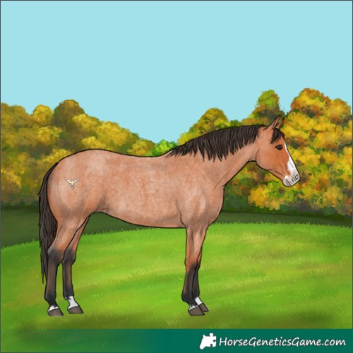 Horse Color:Bay Roan Splash