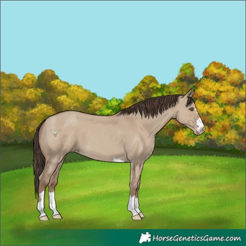Horse Color:Classic Champagne Dun