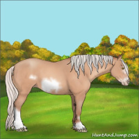 Horse Color:Silver Amber Champagne Frame 