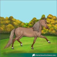 Horse Color:Red Dun 