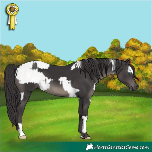 Horse Color:Smoky Creme Appaloosa  and Smoky Black 