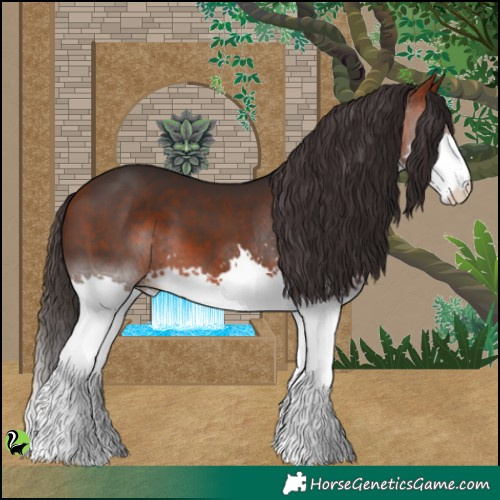 Horse Color:Bay Splash 