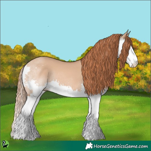 Horse Color:Red Dun Splash