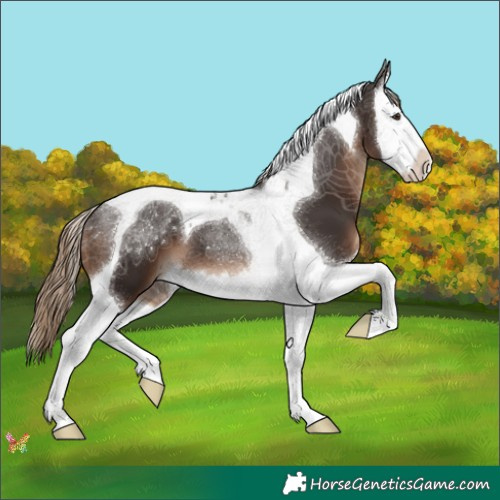 Horse Color:Liver Chestnut Splash Tobiano 