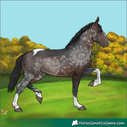 Horse Color:Brown Tobiano 