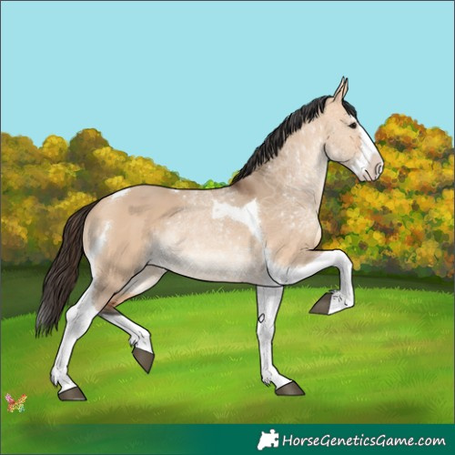 Horse Color:Bay Dun Splash Tobiano 