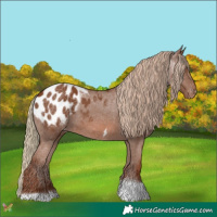 Horse Color:Chestnut Tobiano Appaloosa