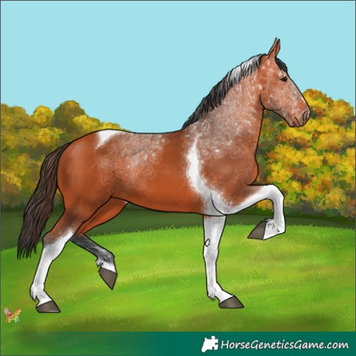 Horse Color:Bay Tobiano 