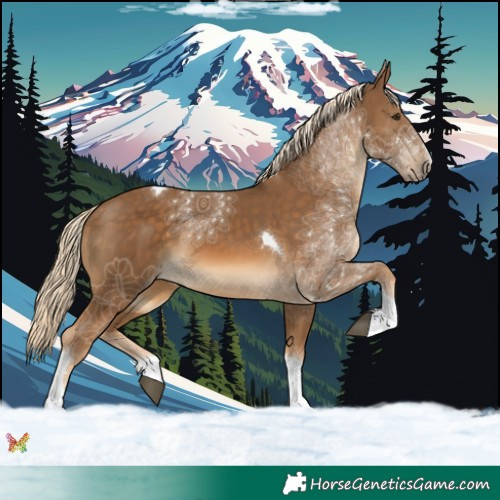 Horse Color:Chocolate Palomino Tobiano