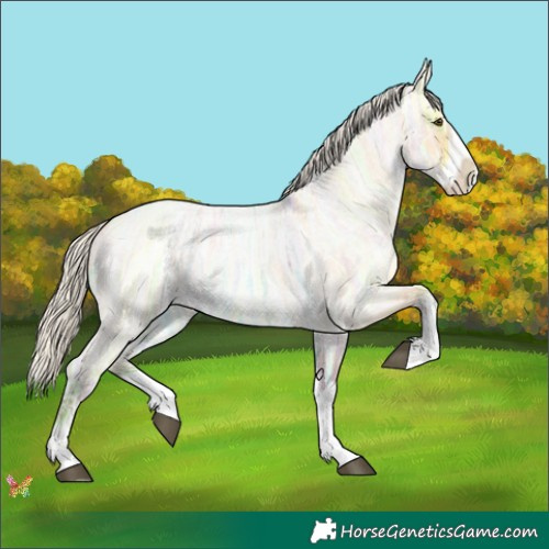 Horse Color:Silver Buckskin Ice Roan Dun Sabino Splash 
