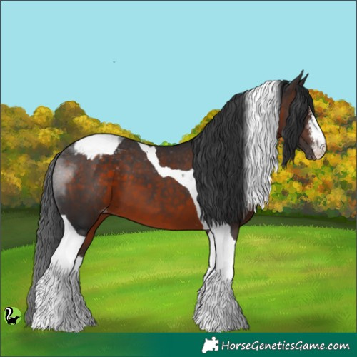 Horse Color:White Spotted Brown Tobiano Appaloosa 