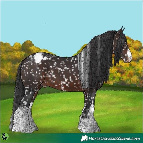 Horse Color:White Spotted Brown Appaloosa 