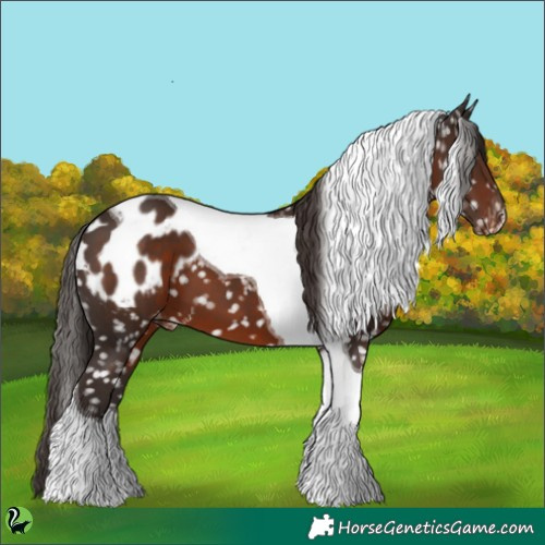 Horse Color:Liver Chestnut Tobiano Appaloosa 