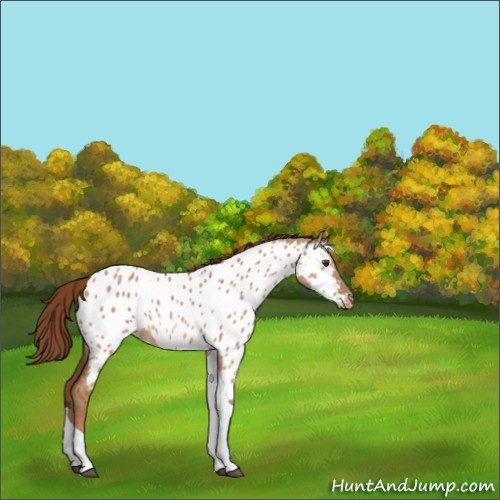 Horse Color:Red Dun Tobiano Appaloosa 