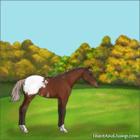 Horse Color:Silver Brown Appaloosa