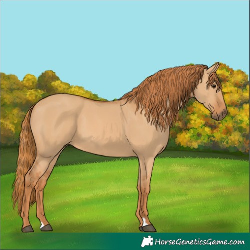Horse Color:Red Dun 