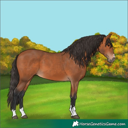 Horse Color:Bay 