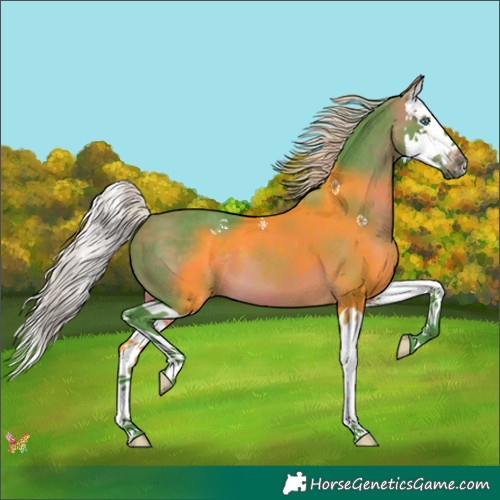 Horse Color:Watercolor Silver Brown Splash 