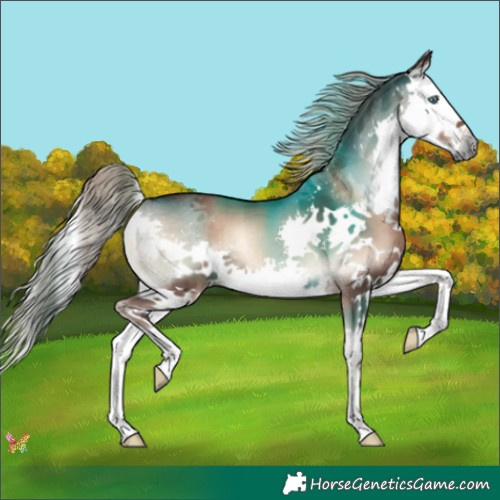 Horse Color:Liver Red Onyx Splash 